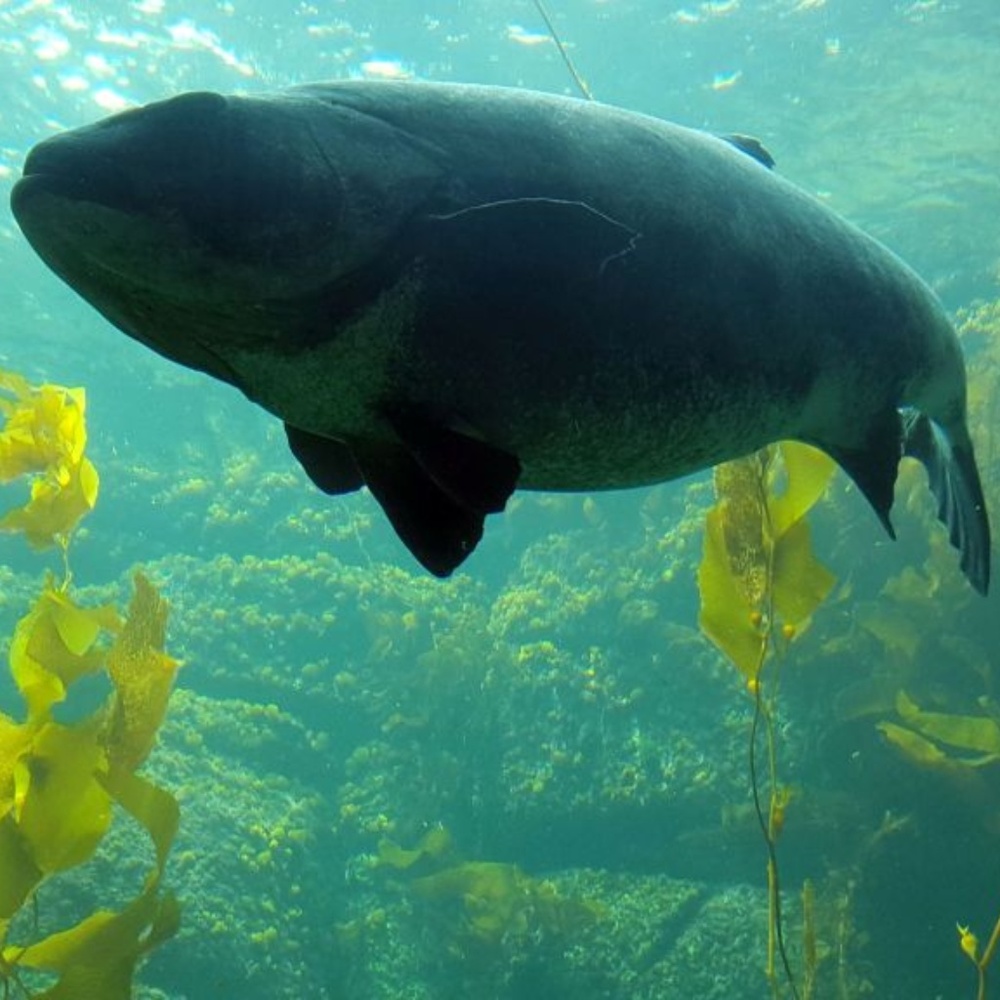 BIG FISH ~ 8" X 10" Photography